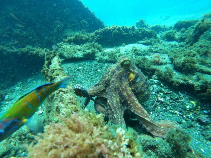 angra-do-heroismo-ssi-try-scuba-program-in-a-shipwreck