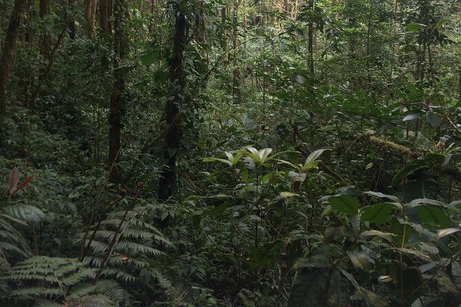 arenal-hanging-bridges-with-hotsprings-lunch-and-dinner