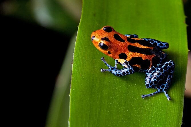 arenal-sloths-lovers-baldi-hot-springs-private-tour