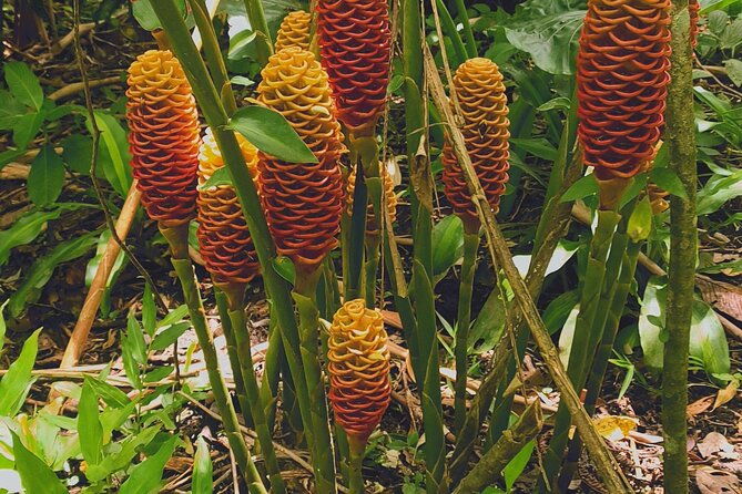 arenal-volcano-pineapple-waterfall-hike-coffee-chocolate-tour