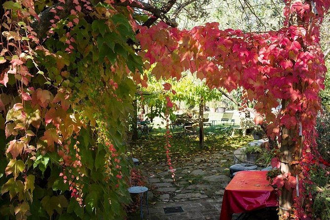 assisi-deruta-organic-gourmet-lunch-at-the-olive-oil-farmhouse-from-siena