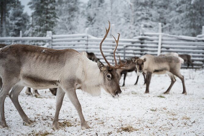 authentic-reindeer-experience-in-the-wilderness-in-levi