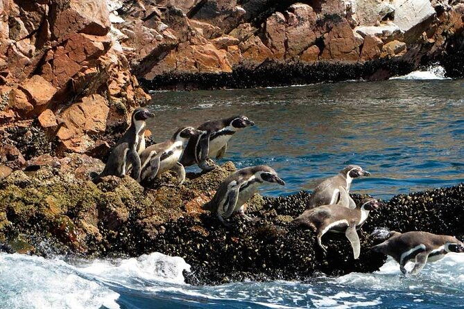 ballestas-islands-and-paracas-reserve-tour-from-san-martin-cruise