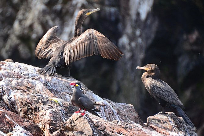 ballestas-islands-and-tambo-colorado-from-san-martin-port