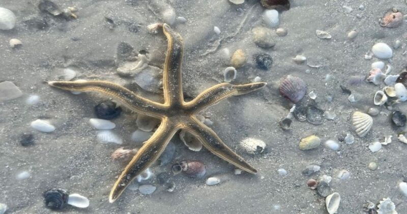 barrier-island-shelling-tour-3