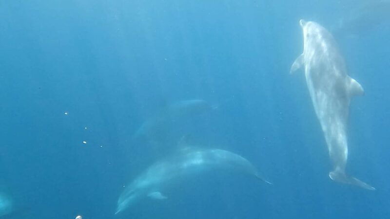 basque-country-dolphin-watching-boat-trip