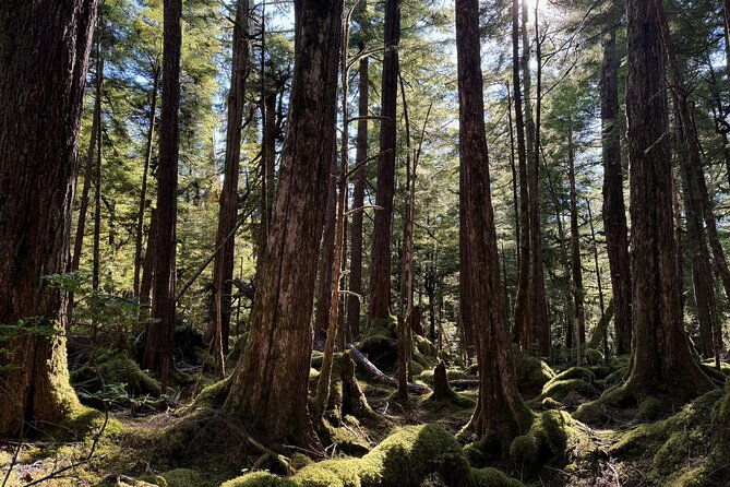 beautiful-hike-on-tongass-national-forests-lunch-creek-trail