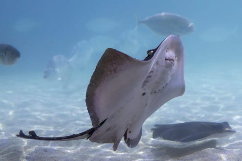 benalmadena-aquarium-visit