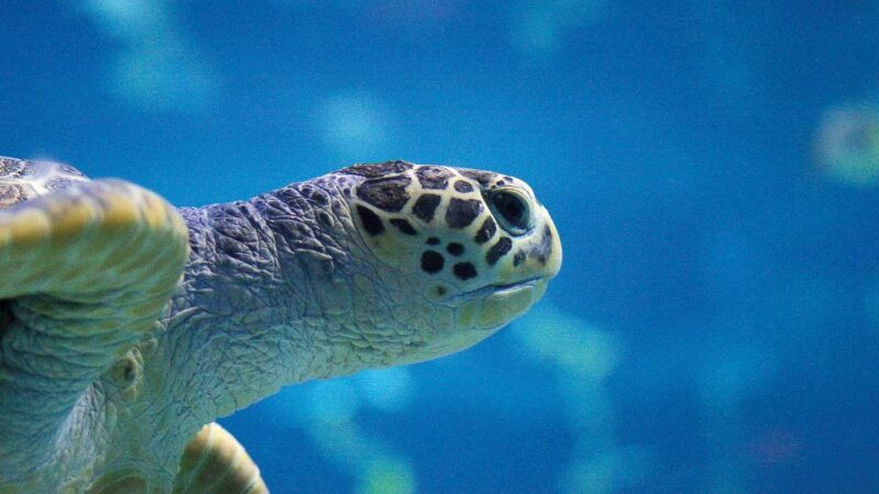 benalmadena-sea-life-benalmadena-premium-entry-ticket