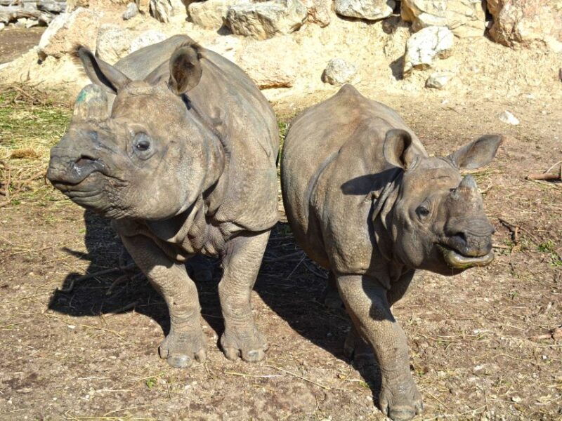 benidorm-terra-natura-theme-park-1-day-tickets