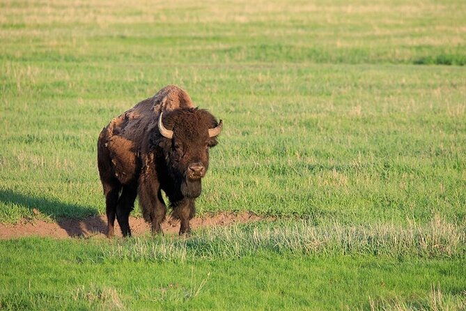 best-of-yellowstone-natl-park-from-w-yellowstone-private-tour