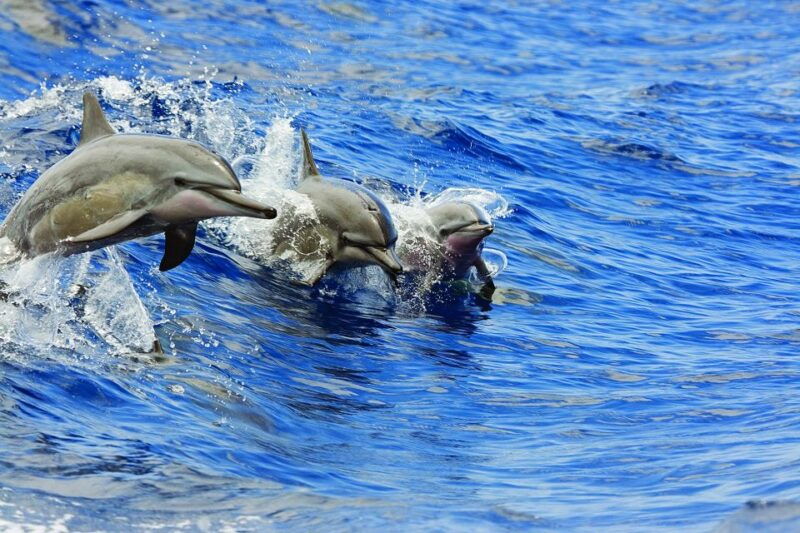 big-island-3-hour-waikoloa-snorkeling-sailing-adventure