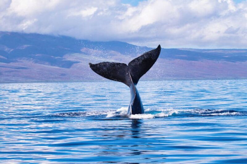 big-island-kona-whale-watching-tour