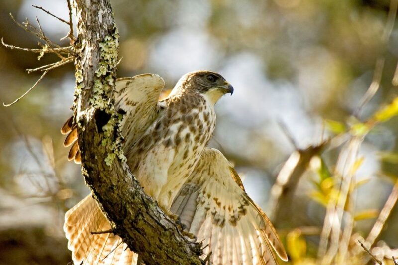 big-island-native-bird-watching-hiking-tour