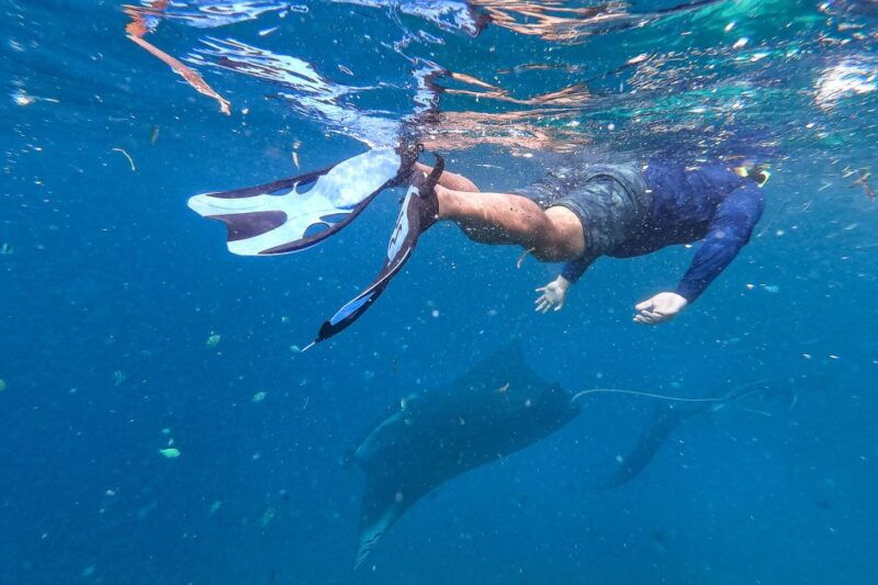 big-island-snorkel-with-manta-rays-manta-guarantee