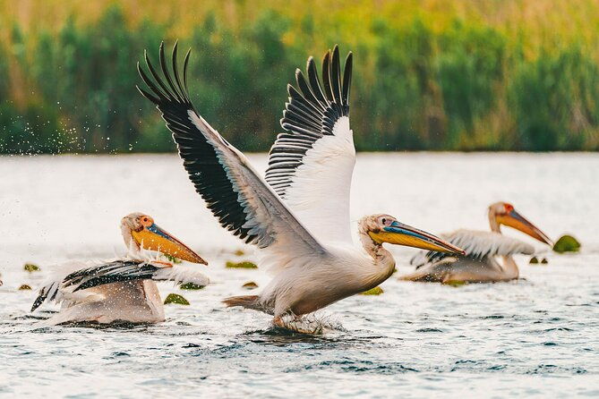 bird-watching-in-danube-delta-private-day-tour-from-bucharest