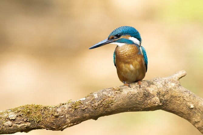 bird-watching-private-tour-in-copenhagen