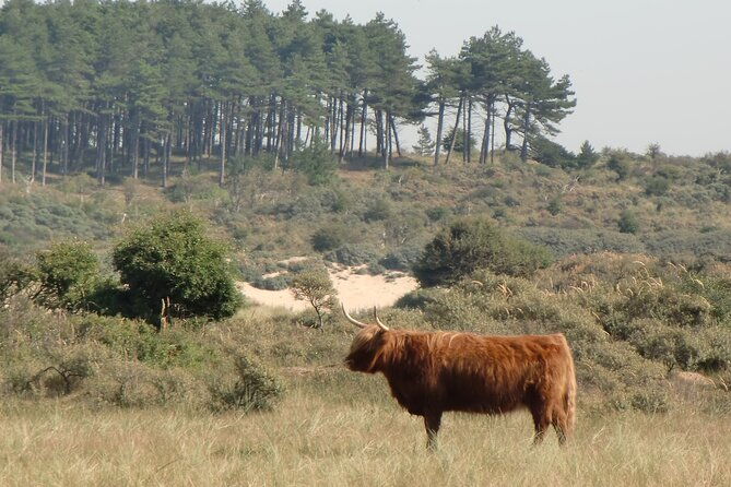 bloemendaal-highlights-guided-bike-tour-close-to-amsterdam