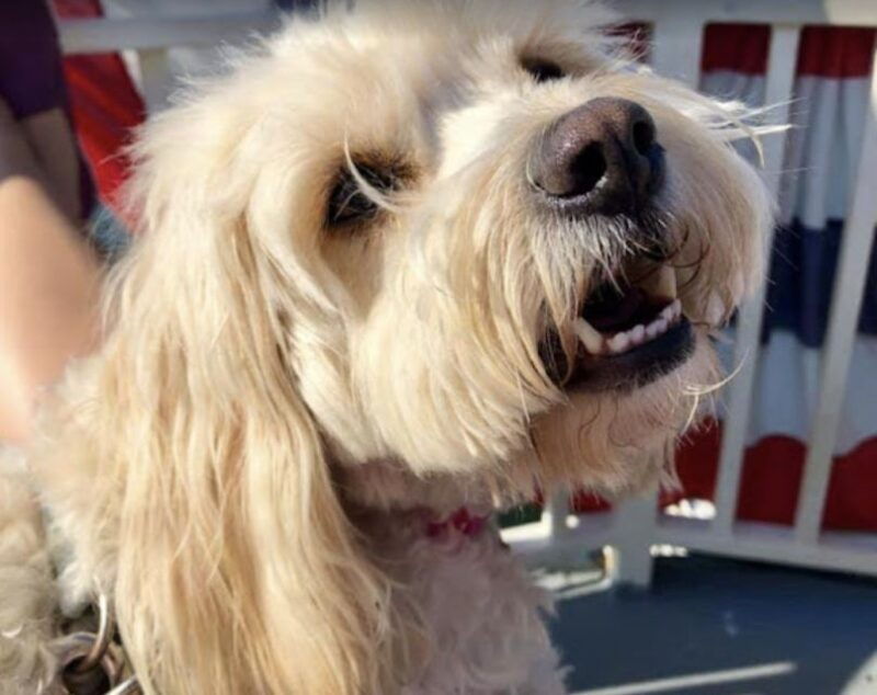 boston-scenic-harbor-cruise-dog-friendly