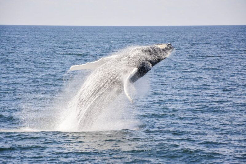 boston-whale-watching-catamaran-cruise