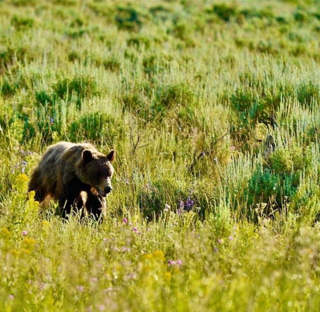 bozeman-yellowstone-grand-teton-national-park-with-hotel