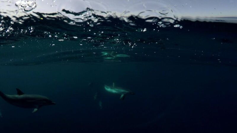 brindisi-kayaking-at-santandrea-island-turtle-watching