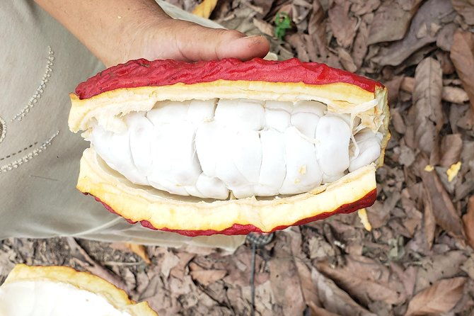 cacao-farm-chocolate-tasting-with-a-visit-to-jubones-desert