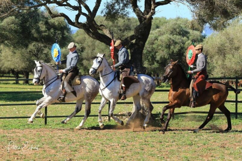 cadiz-andalusian-horses-and-bulls-country-show