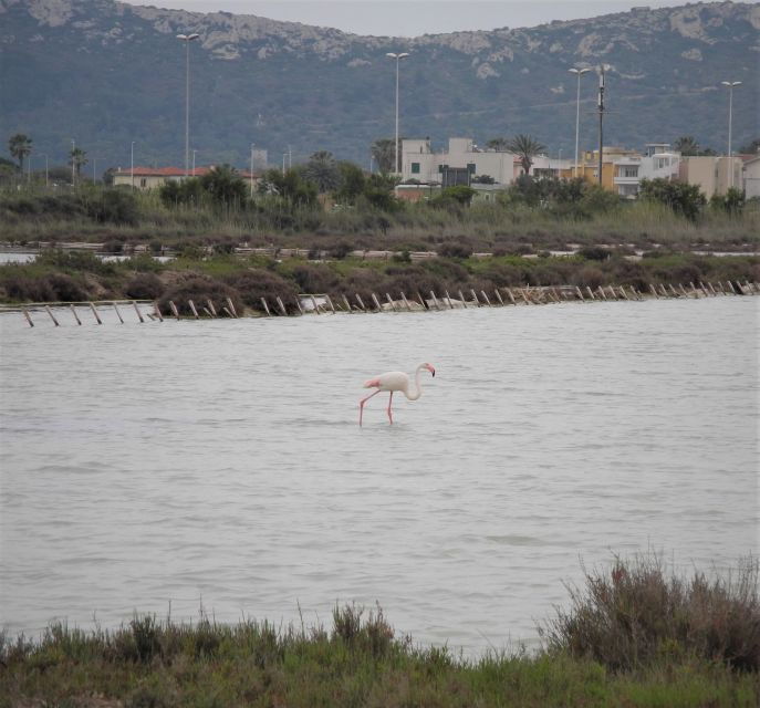 cagliari-bike-tour-in-the-flamingo-oasis