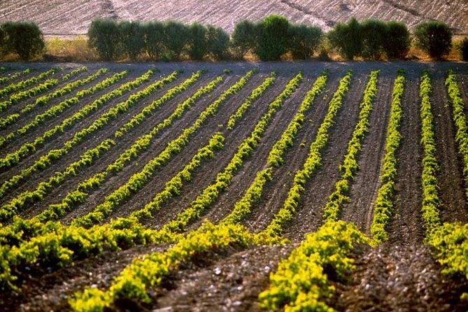 cagliari-wine-and-cheese-tasting-private-experience