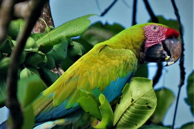 canoe-tour-along-the-water-trails-of-tortuguero-park