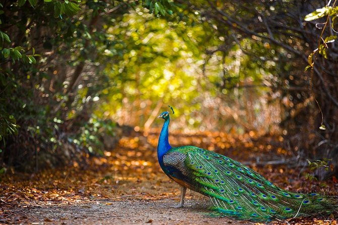 cartagena-private-aviary-tour