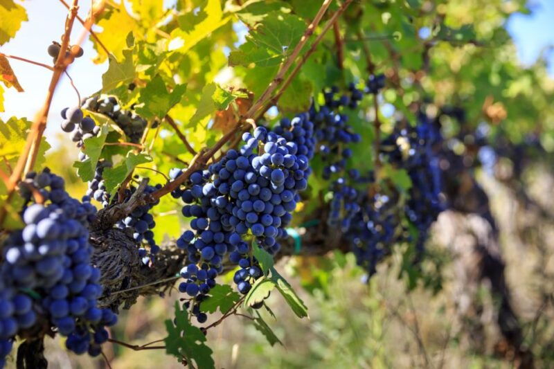 chianti-wine-and-olive-oil-tasting-with-cellar-tour