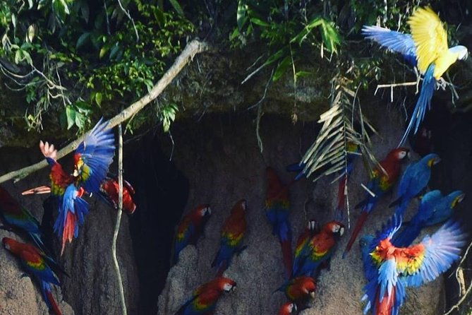 chuncho-macaw-clay-lick-full-day