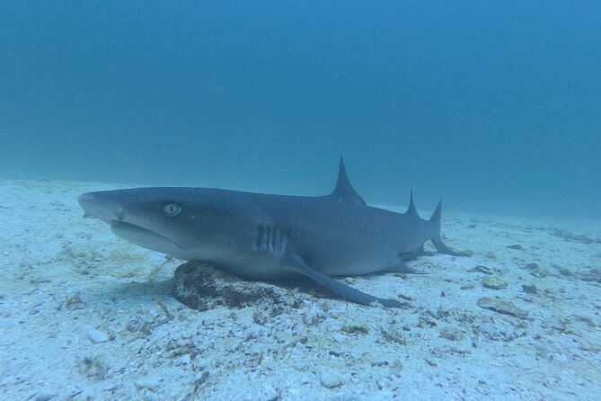 cig-discovery-diving-tour