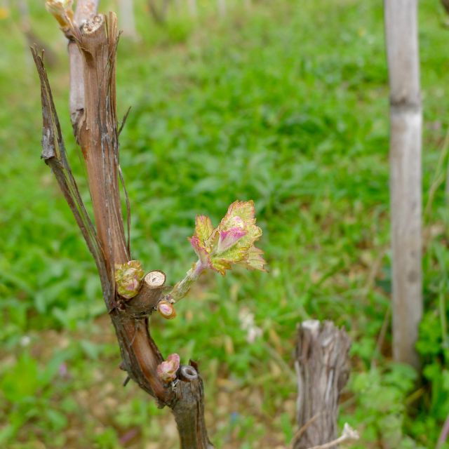 cinque-terre-wine-tour-and-tasting-with-the-somelier