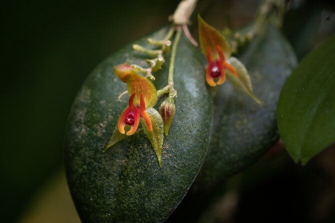 cloud-forest-natural-history-tour