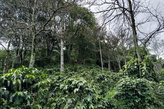 coffee-experience-coffee-tour-in-medellin