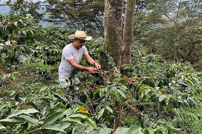 coffee-farm-and-salento-walking-tour-4