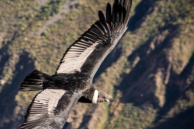 colca-canyon-2-days-from-puno-to-arequipa