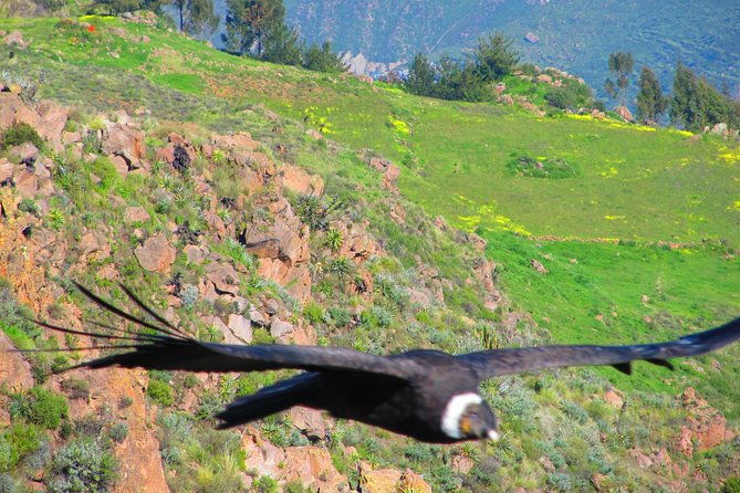 colca-canyon-tour-2d-short-hiking-overnight-in-small-village-ending-in-puno
