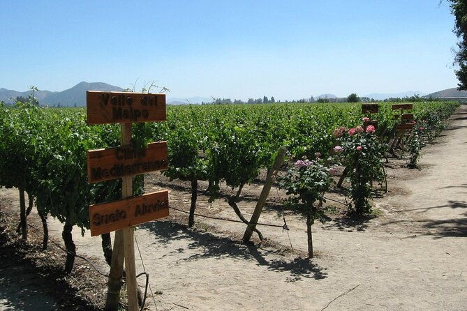 concha-y-toro-vineyard-tour