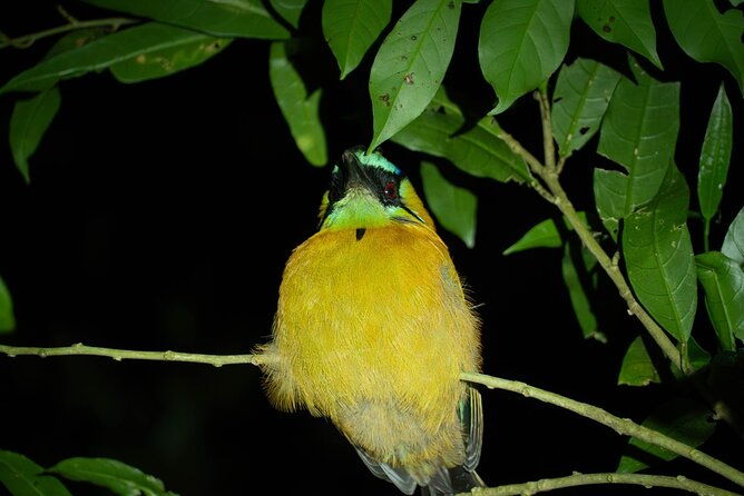 costa-rica-night-walk-tour