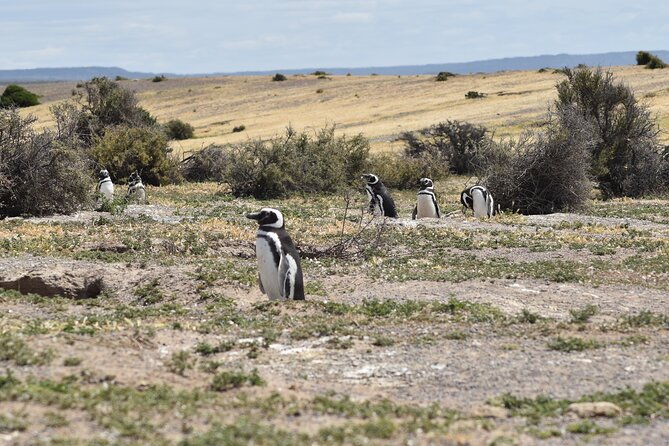 cruise-excursion-to-punta-tombo-from-puerto-madryn