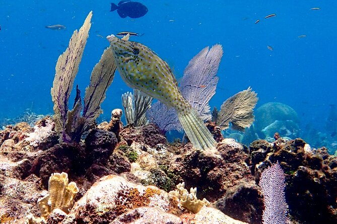 cruise-guest-try-scuba-diving-for-uncertified-divers-w-transport