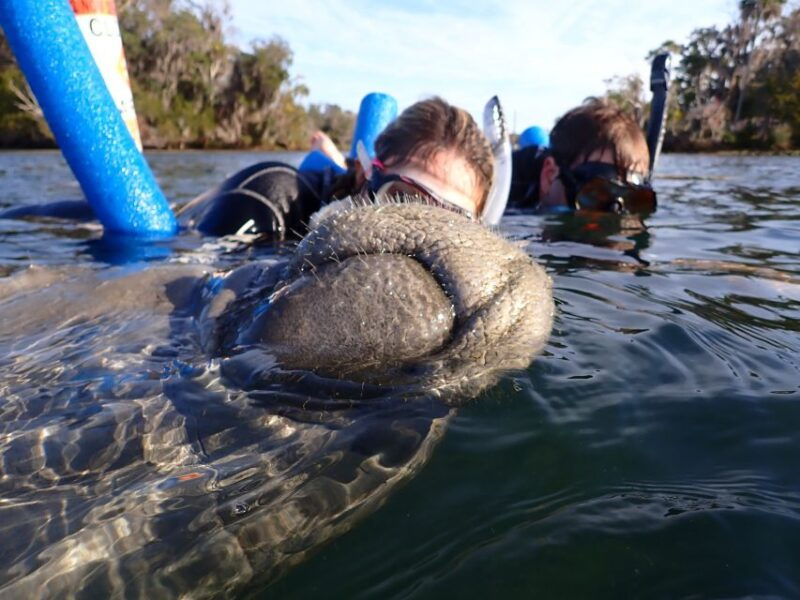 crystal-river-manatee-snorkel-tour-w-in-water-photographer