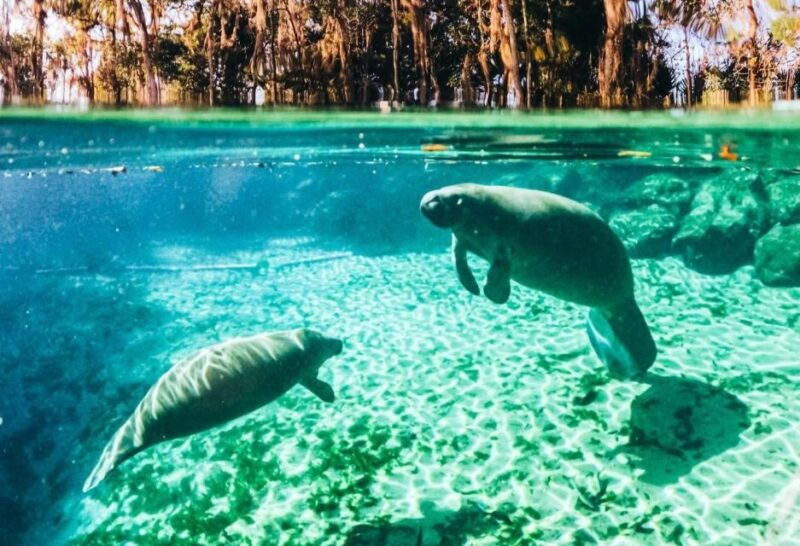 crystal-river-three-sisters-springs-guided-kayak-tour