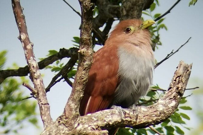 curicancha-birdwatching-tour-2