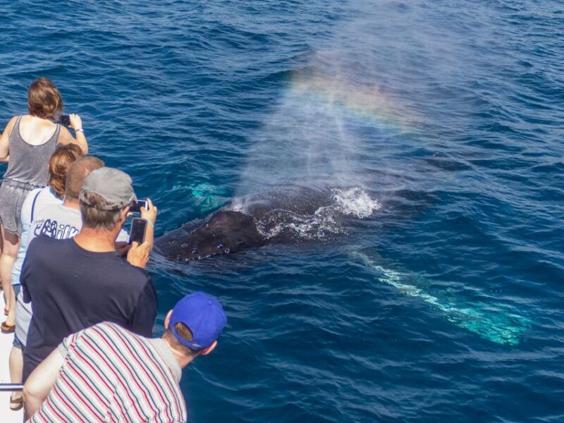 dana-point-dolphin-whale-watching-with-underwater-viewing