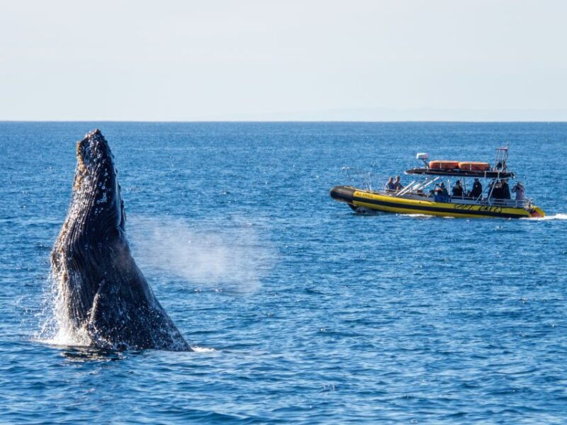 dana-point-fast-fun-zodiac-style-dolphin-whale-watching
